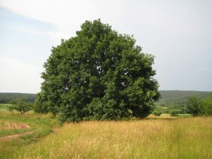 Sommer Eiche