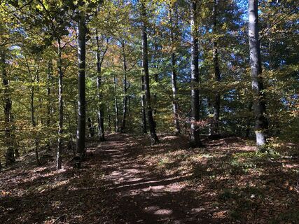 Fotografia z Martin Würsch na trase