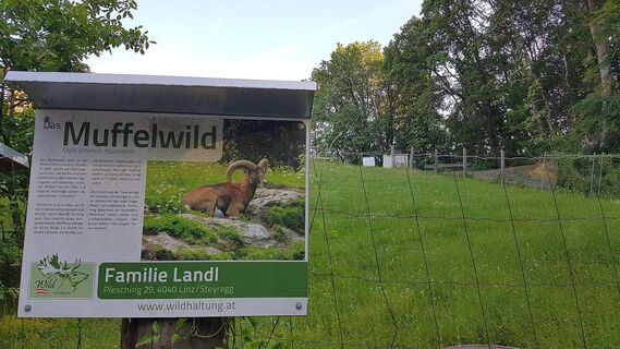 Muffelwild am Predigtstuhl