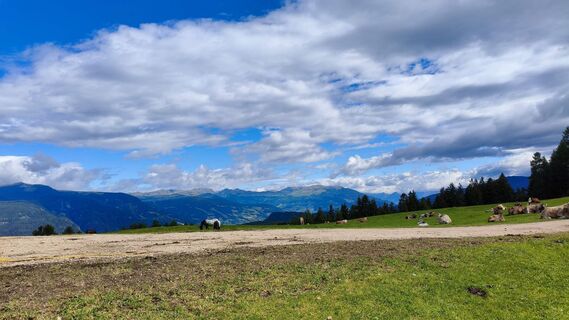 Fotografija s spletne strani walrei na poti