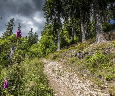 Wanderweg bei Schluchsee