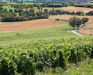 Weinlandschaft