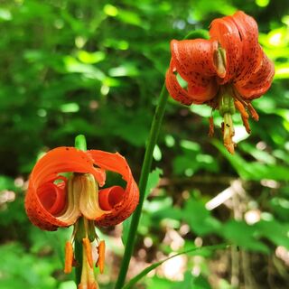 Lilienblüte entlang des Weges