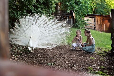 Ein weißer Pfau schlägt ein Rad vor Kindern am Keltengelände in Schwarzenbach.