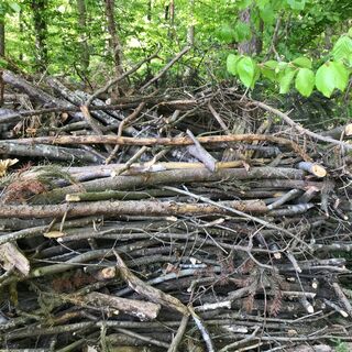 Waldnest - Ameisenpfad Allensbach
