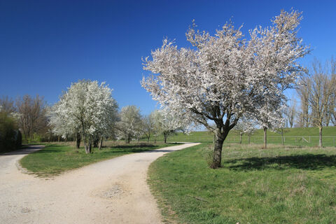 Radweg Nordsee im Frühling