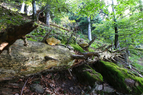 "Urwald" vor dem Laitschenbacher Kopf