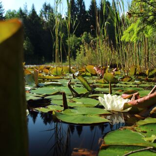 Seerose