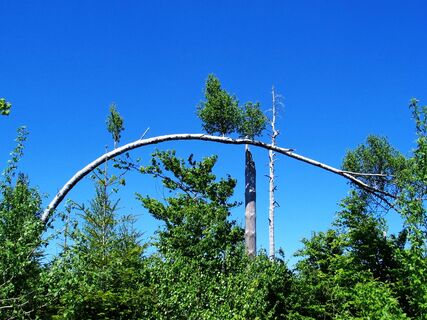 "Bogen-Birke" im Bannwald