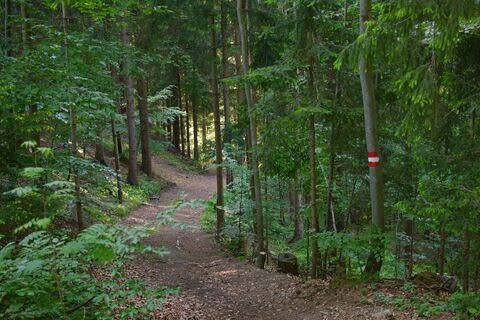 Durch Wälder, Wiesen und Weingärten