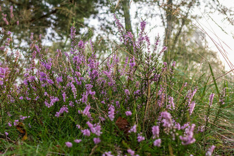 Besenheide
