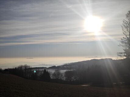 Fotografia z Koisiegi Japankoi-Bonsai na trase