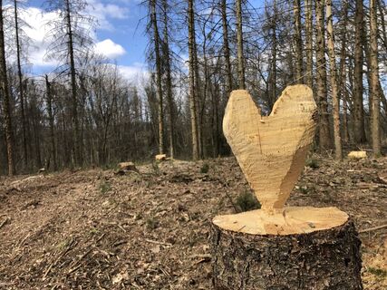 Kunst im Wald