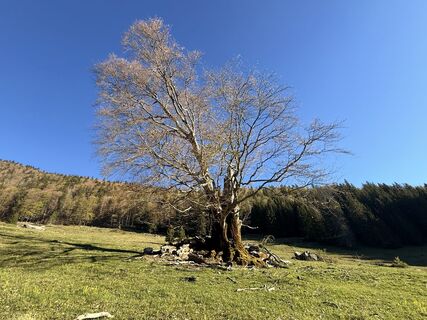 Foto von Natur_erleben_dg entlang der Tour