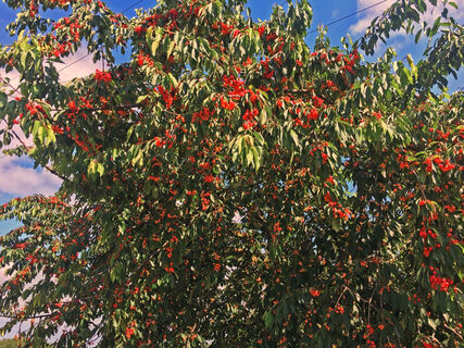 Kirchbaum im Renchtal