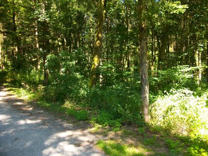 Im Bürgerwald