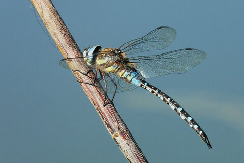 Libelle