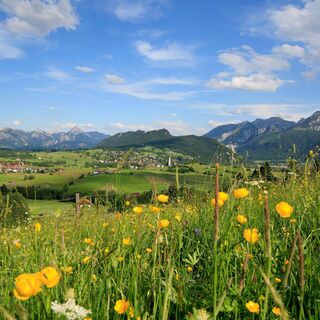 Blick vom den Bergwiesen am Edelsberg auf das Pfrontener Tal