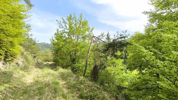 Fotografija s spletne strani WilliSt na poti