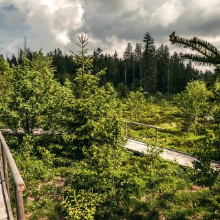 Lotharpfad an der Schwarzwaldhochstraße
