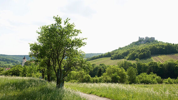 Falkenstein, Blick auf die Burgruine