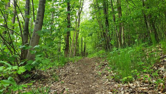 Über naturbelassene Pfade hinauf auf den Weddelberg