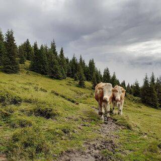 Kühe