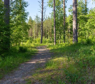 Waldweg