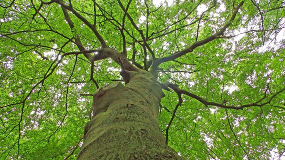 Baum im Rotenburger Ahewald