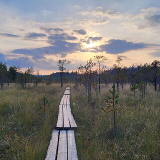 Die Bohlenwege führen durch das Moor im Heinisuo in Hämeenlinna.