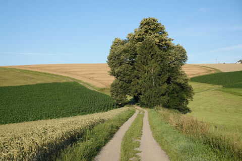 Naturdenkmal Linde 2