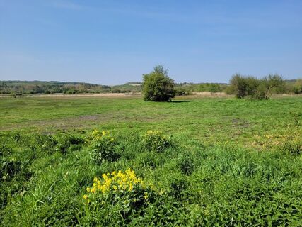 Moorgebiet auf dem Iris-Belloy-Rundweg