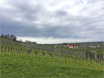 Weinreben mit Sicht ins Rheintal bei Mösbach