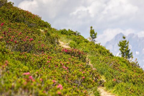 Alpenrosensteig in Fiss