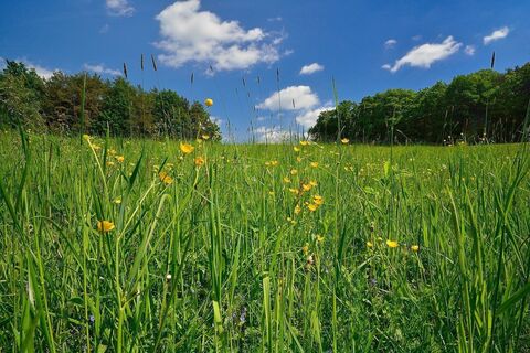 Blumenwiese im ApfelLand in der Oststeiermark