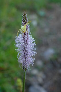 eine angriffslustige Krabbenspinne