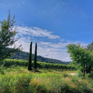 Forst/Wstr.Blick auf Weinberge und Wachtenburg