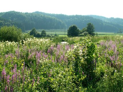 Uferzone am Sielmann-Weiher