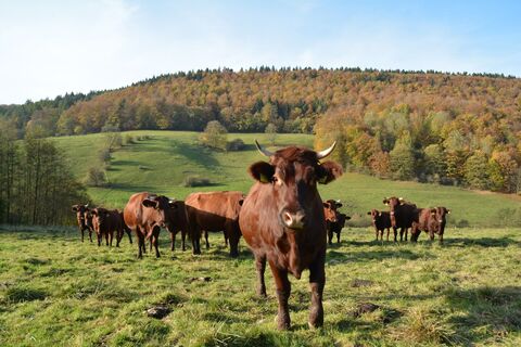 Rotes Höhenvieh im Hellental