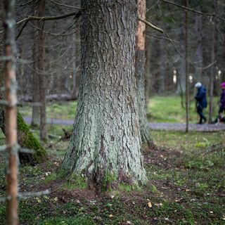 Alte Fichtenbestände in Kuhasalo