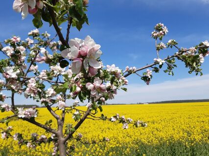 Blühende Natur und Rapsfelder bei Quast