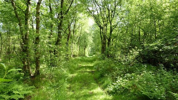 Idyllischer Waldpfad des NORDPFADES Tarmstedter Moor