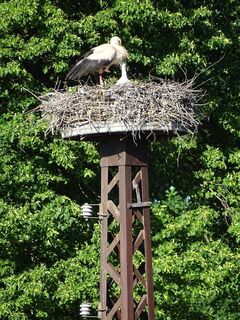 Storchennest Luga