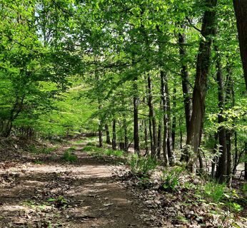 Durch den Hetzinger Wald - Nationalpark Eifel