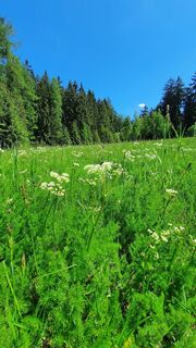 Bärwurzwiese am Schiefergebirgsrand