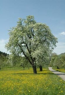 Wiese mit blühenden Obstbäumen