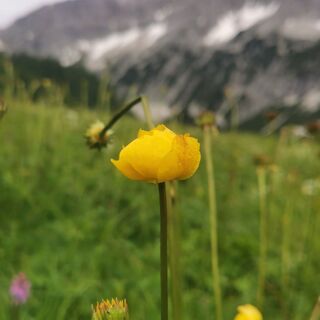 Am Issanger