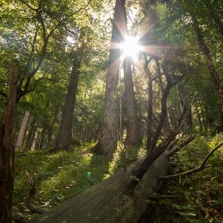 Wanderweg durch Bergwald