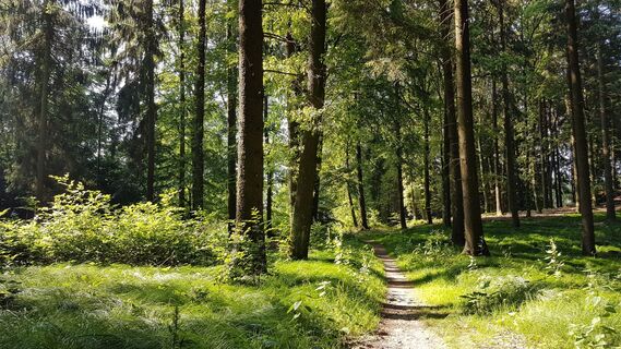Abwechslungsreicher Mischwald