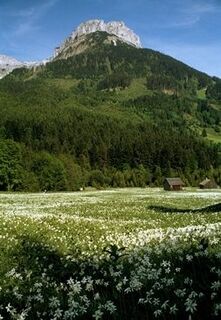 Narzissenwiese am Fuße des Loser